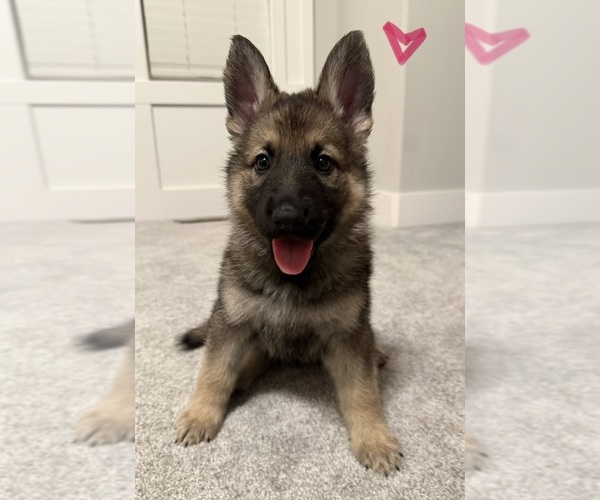 Medium Photo #3 German Shepherd Dog Puppy For Sale in GARDNER, KS, USA