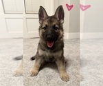 Small #2 German Shepherd Dog