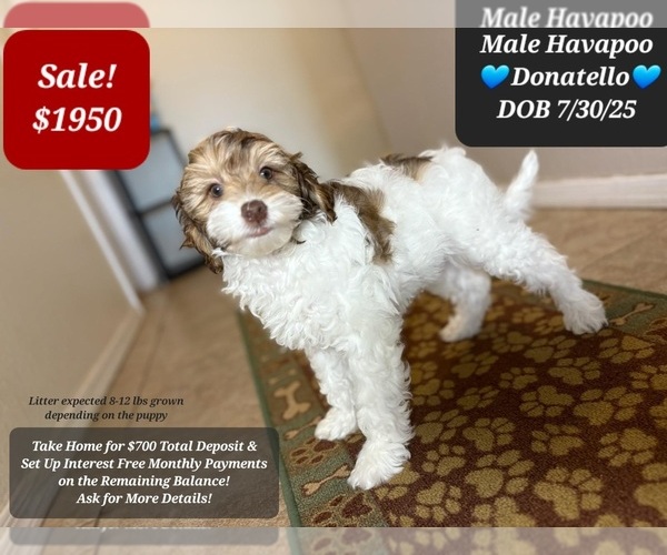 Medium Photo #10 Poovanese Puppy For Sale in TUCSON, AZ, USA