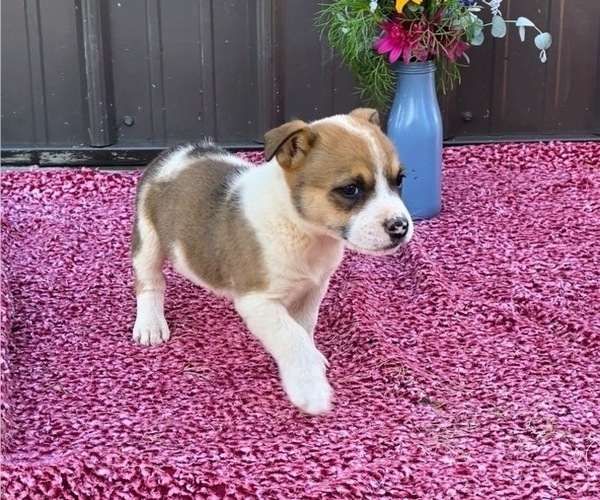 Medium Photo #29 Augi Puppy For Sale in MEADOWS OF DAN, VA, USA