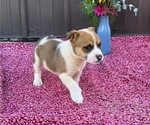 Small Photo #29 Augi Puppy For Sale in MEADOWS OF DAN, VA, USA