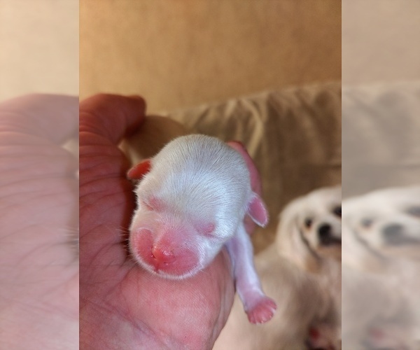 Medium Photo #2 Shih Tzu Puppy For Sale in FANNING SPGS, FL, USA