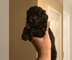 Small Photo #6 Cockapoo Puppy For Sale in BOGART, GA, USA