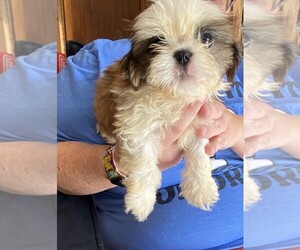 Shih Tzu Puppy for sale in COLUMBUS, IN, USA