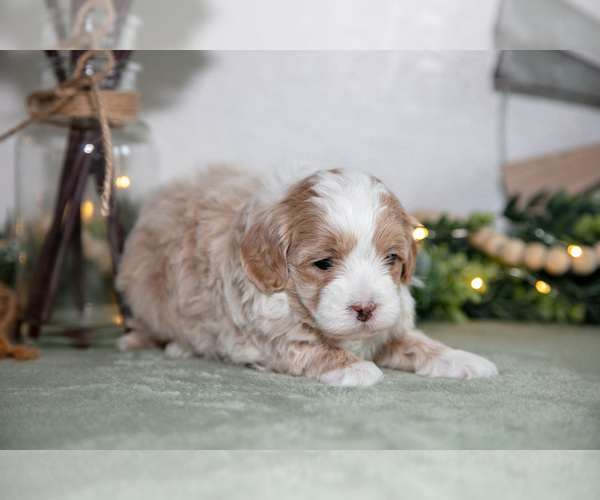 Medium Photo #3 Maltipoo (Toy) Puppy For Sale in GOSHEN, IN, USA