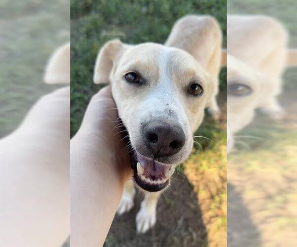 Medium Photo #2 Lab-Rat Terrier Puppy For Sale in Rosenberg, TX, USA