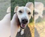 Small #1 Lab-Rat Terrier