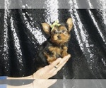 Small #1 Yorkshire Terrier