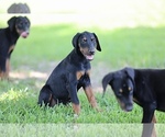 Small Photo #9 Doberman Pinscher Puppy For Sale in BEAUMONT, TX, USA