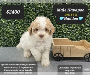 Poovanese Puppy for sale in TUCSON, AZ, USA