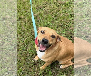 Boxador Dogs for adoption in Southbury, CT, USA