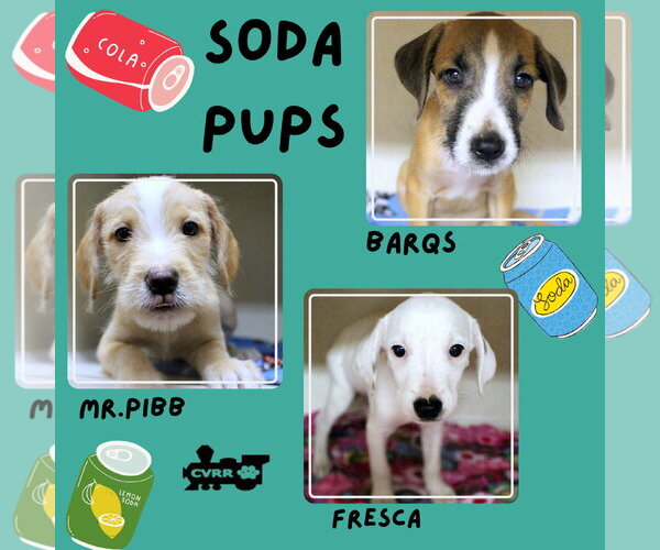 Medium Photo #1 Mutt Puppy For Sale in Lindsay, CA, USA