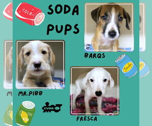 Mutt Dogs for adoption in Lindsay, CA, USA