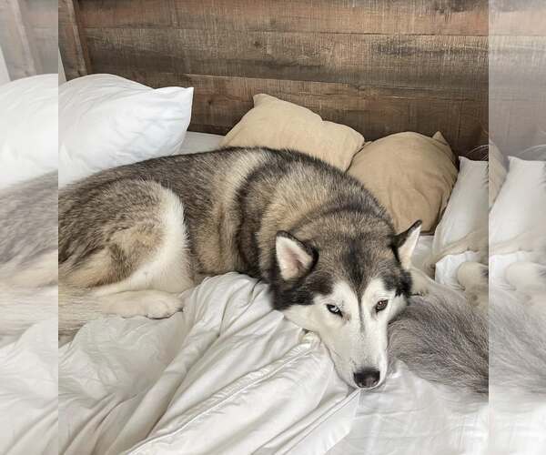 Medium Photo #5 Siberian Husky Puppy For Sale in Carrollton, TX, USA