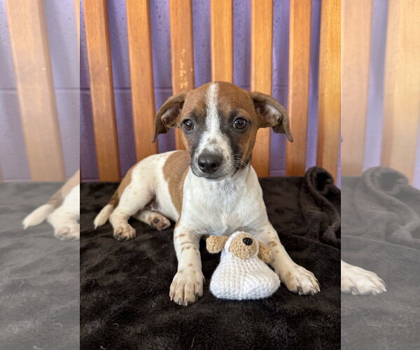 Medium Photo #1 Chihuahua-Unknown Mix Puppy For Sale in Genesee, WI, USA