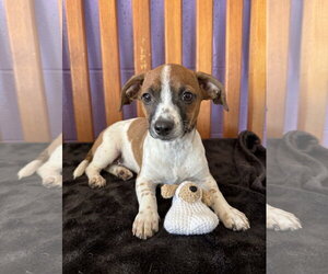 Chihuahua-Unknown Mix Dogs for adoption in Genesee, WI, USA