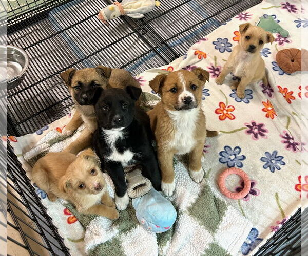 Medium Photo #4 Mutt Puppy For Sale in GILBERTS, IL, USA