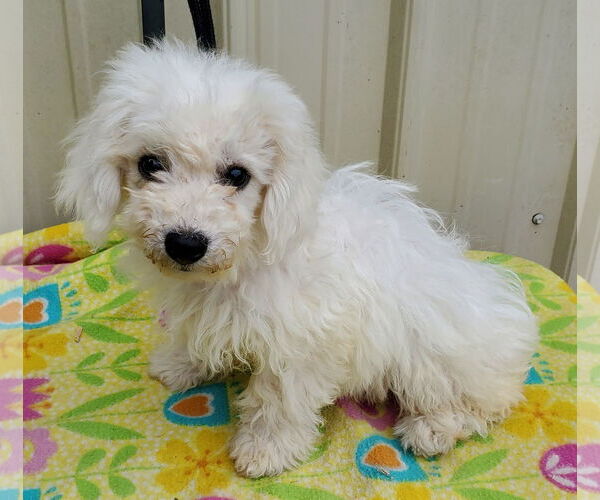 Medium Photo #1 Bichon Frise Puppy For Sale in Mountain View, MO, USA