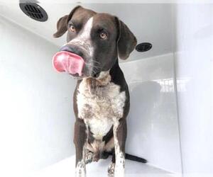 Mutt Dogs for adoption in Houston, TX, USA