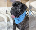 Small #2 Mastiff