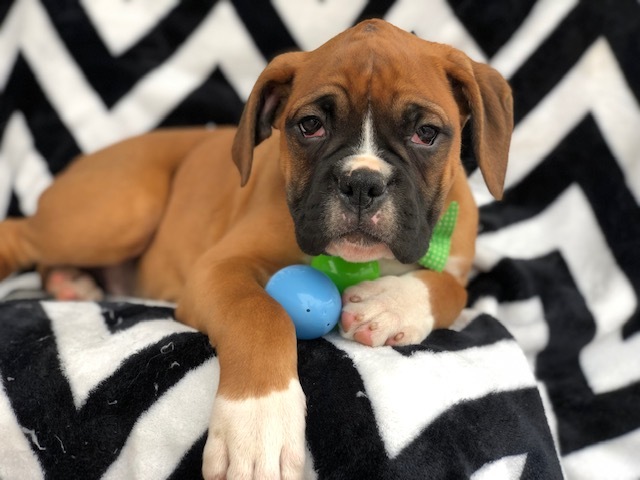 Medium Photo #3 Boxer Puppy For Sale in EAST EARL, PA, USA