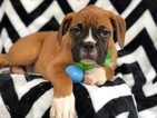 Small Photo #3 Boxer Puppy For Sale in EAST EARL, PA, USA