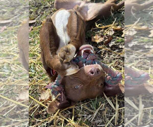 Medium Photo #12 Mutt Puppy For Sale in Candler, NC, USA