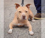 Small #3 American Staffordshire Terrier Mix