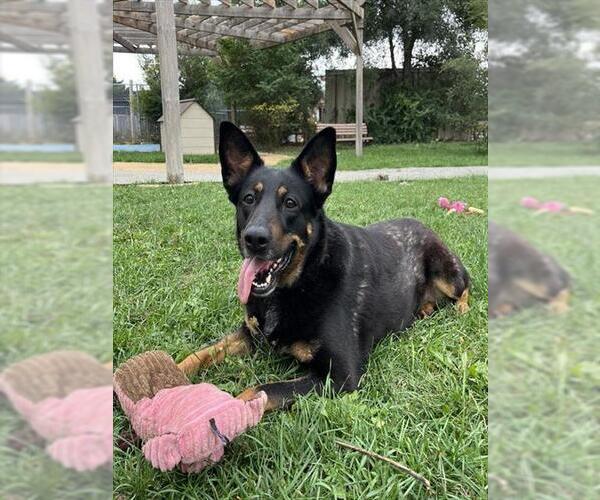 Medium Photo #3 German Shepherd Dog Puppy For Sale in Toronto, Ontario, Canada