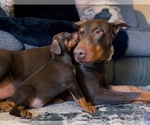 Small Photo #40 Doberman Pinscher Puppy For Sale in YUCCA VALLEY, CA, USA