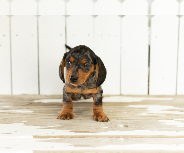 Medium Photo #3 Dachshund Puppy For Sale in BREMEN, IN, USA
