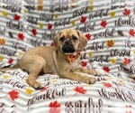 Small Photo #10 Puggle Puppy For Sale in LAKELAND, FL, USA