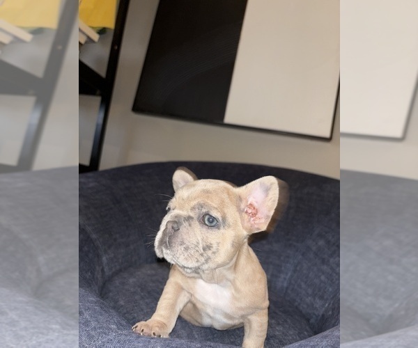 Medium Photo #11 French Bulldog Puppy For Sale in BLOOMINGTON, IN, USA