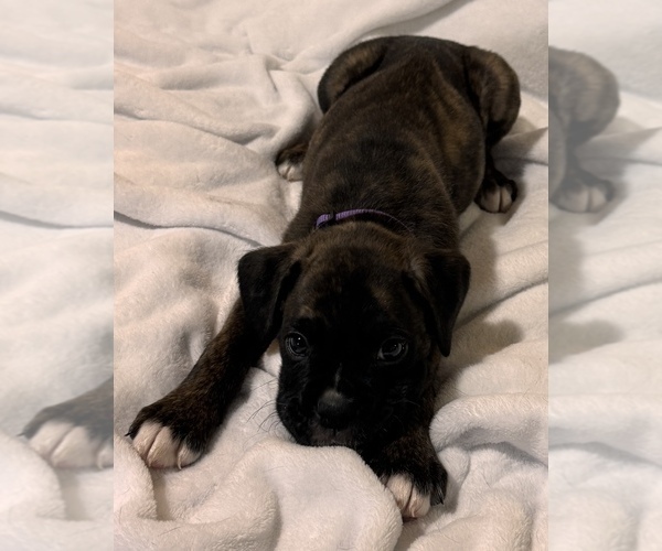 Medium Photo #6 Boxer Puppy For Sale in LANSING, MI, USA