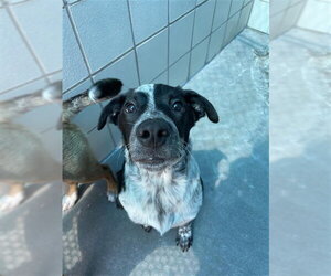 Mutt Dogs for adoption in Corpus Christi, TX, USA