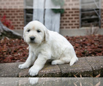 Small #2 English Cream Golden Retriever