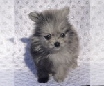 Small Photo #3 Pomeranian Puppy For Sale in PORTLAND, ME, USA