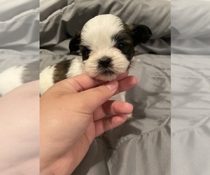 Shih Tzu Puppy for sale in VISALIA, CA, USA