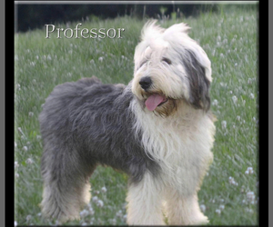 Father of the Old English Sheepdog puppies born on 03/22/2022