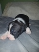 Small Photo #7 American Pit Bull Terrier Puppy For Sale in GRIFFIN, GA, USA