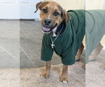 Small #2 German Shepherd Dog Mix