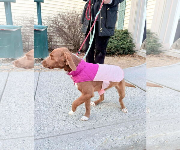 Medium Photo #2 Labrador Retriever-Unknown Mix Puppy For Sale in Westwood, NJ, USA