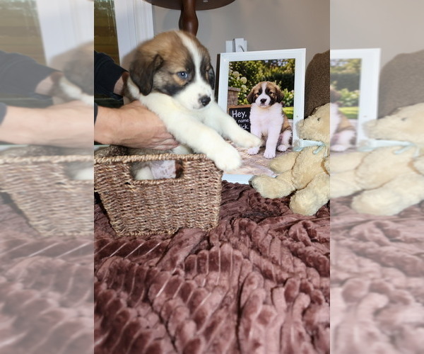 Medium Photo #8 Australian Shepherd Puppy For Sale in LEXINGTON, SC, USA