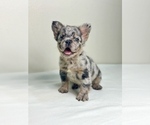 Image preview for Ad Listing. Nickname: Cleo