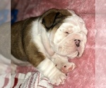 Small Photo #3 English Bulldog Puppy For Sale in NORCO, CA, USA