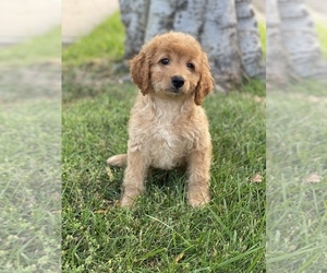 Goldendoodle Puppy for sale in SAN DIEGO, CA, USA