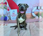 Small #1 American Staffordshire Terrier-Labrador Retriever Mix
