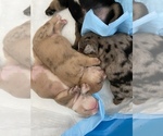 Small Photo #10 English Bulldog Puppy For Sale in MURRIETA, CA, USA