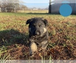 Small Photo #1 German Shepherd Dog Puppy For Sale in BOLIVAR, MO, USA