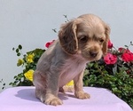 Small Photo #21 Cocker Spaniel Puppy For Sale in GOSHEN, IN, USA